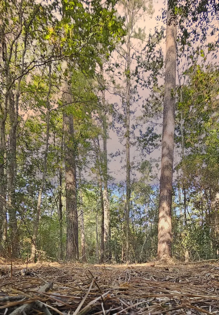 Lot 11 Gregory Lane New Waverly TX 77358