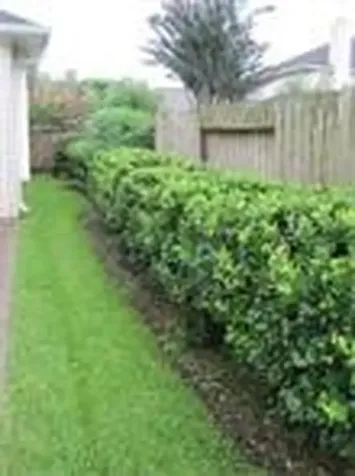 2715 Falling Forest Court Richmond TX 77406