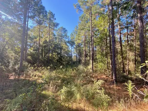 Tbd Cr 2265 Grapeland TX 75844
