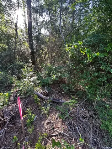 Tbd White Oak Drive Plantersville TX 77363