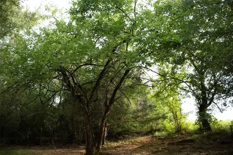 1202 County Road 2255 Grapeland TX 75844