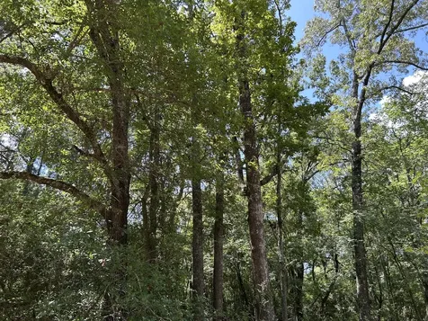 87 Townley Ranch Road Huntsville TX 77320