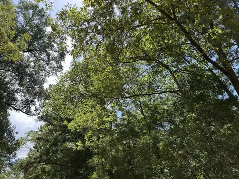 87 Townley Ranch Road Huntsville TX 77320