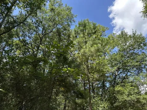 87 Townley Ranch Road Huntsville TX 77320