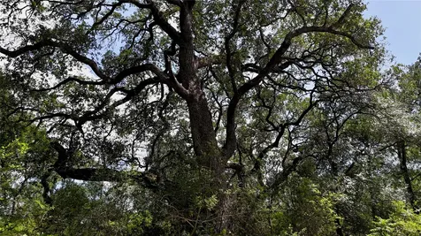 Tbd Cr 420 Waelder TX 78959
