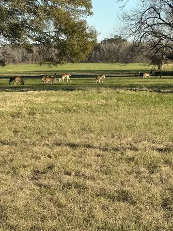 331 Green Pasture Court Angleton TX 77515