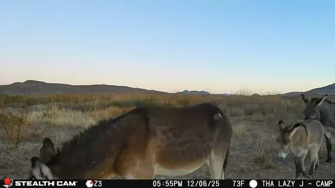 Tbd Mailbox Road Alpine TX 79852