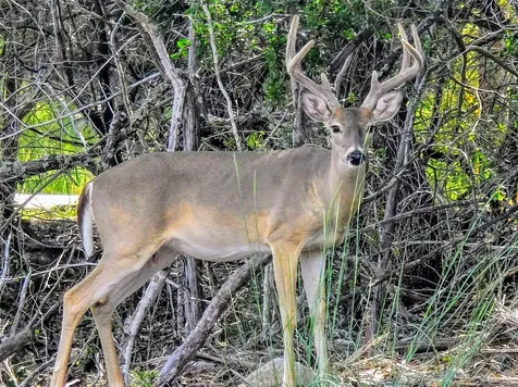 311 Big Bend Drive Canyon Lake TX 78133