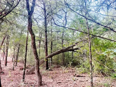 Tbd Big Creek Forest Drive Somerville TX 77879