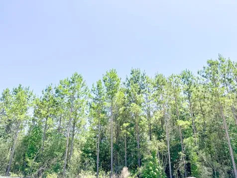 17 Union Springs Road Corrigan TX 75939