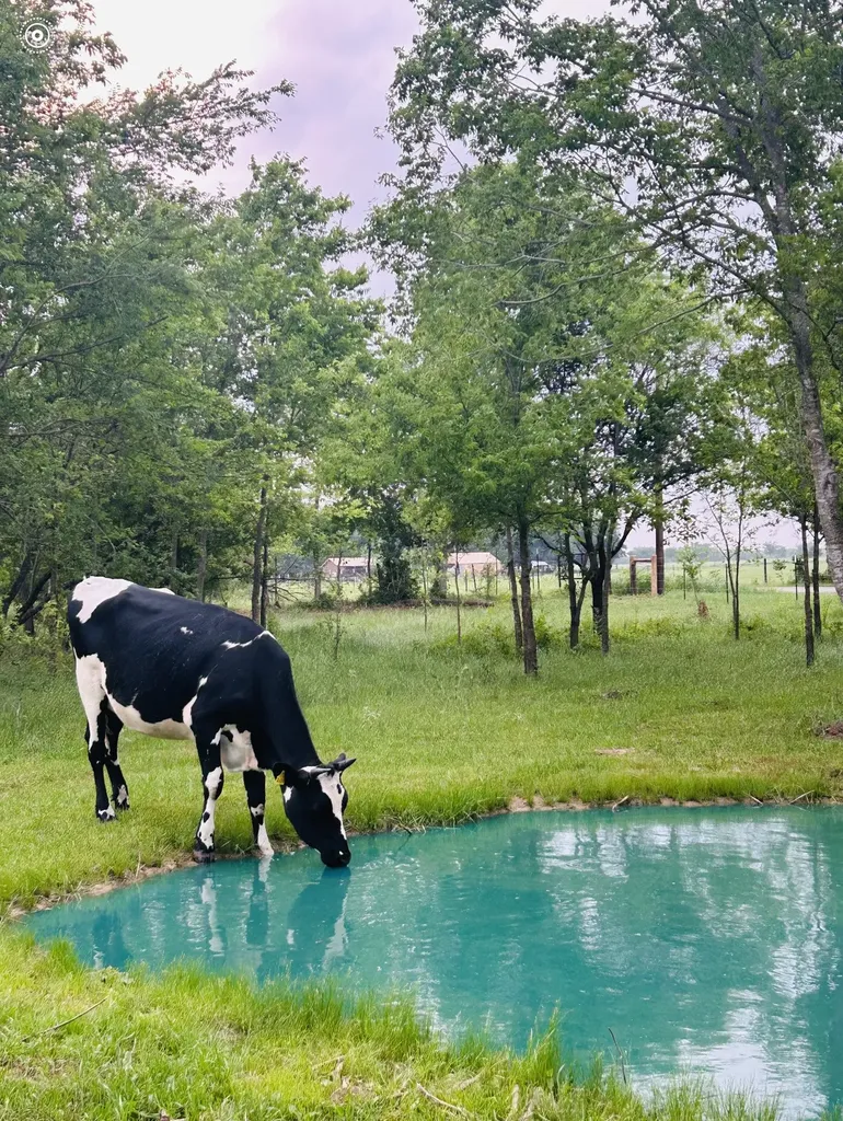 6AC County Road 930 Mexia TX 76667