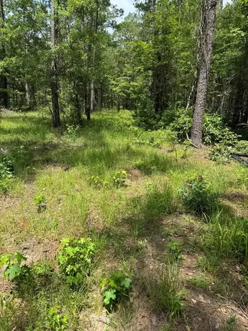 090 County Road Divide Pineland TX 75968