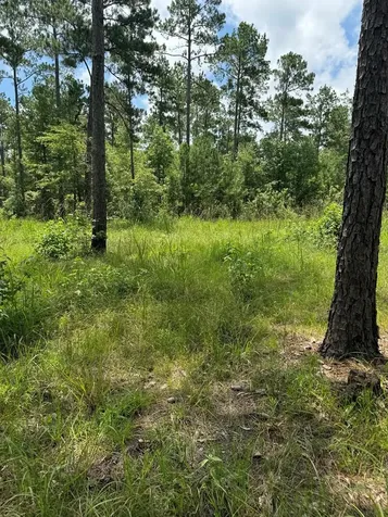 090 County Road Divide Pineland TX 75968