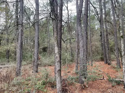 Lot 19 Hackberry Drive Plantersville TX 77363