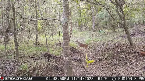Cherokee Trail Lovelady TX 75851