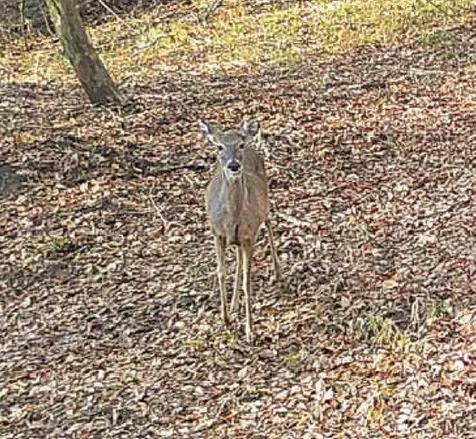 Cherokee Trail Lovelady TX 75851