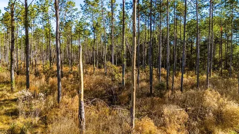 Lot 19 Big Buck Drive Moscow TX 75960