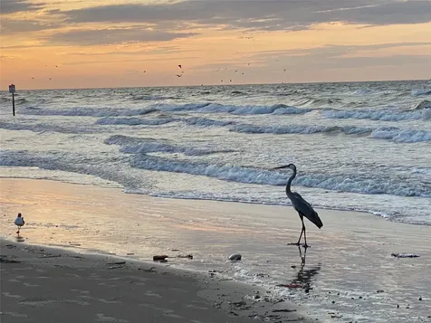 7000 Seawall Boulevard 414 Galveston TX 77551
