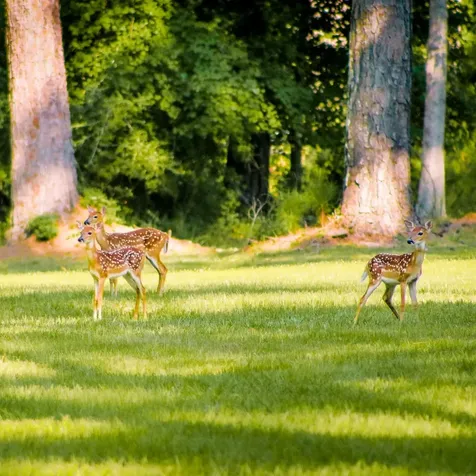 Tbd Lakeland Ranch Lot 392,393 Hillister TX 77624