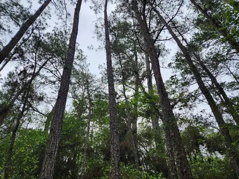 Lot 25 North Council Drive Hempstead TX 77445