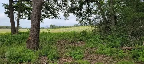 Lot 3 At County Road 312 Thrall TX 76578