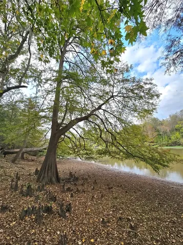 223 County Road 2167b Cleveland TX 77327