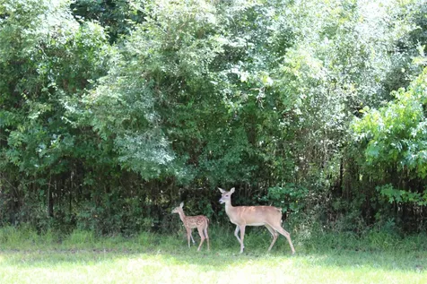 Tbd Sour Lake Circle Cleveland TX 77327