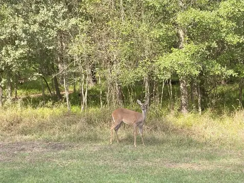 Tbd Sour Lake Circle Cleveland TX 77327