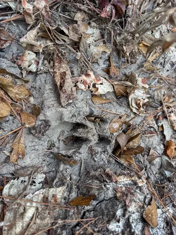 T-6 Cr 4415 Annona TX 75559