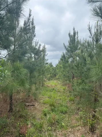 Tbd Joy Wright Mount Road Kilgore TX 75662