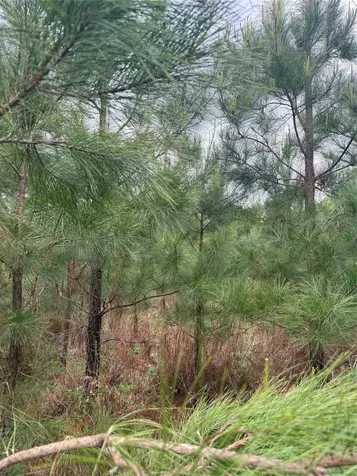 Tbd Joy Wright Mount Road Kilgore TX 75662
