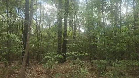 Lot 1 Thornwood Drive Plantersville TX 77363