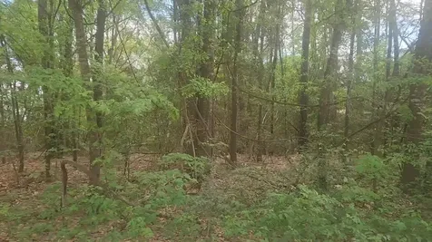 Lot 1 Thornwood Drive Plantersville TX 77363