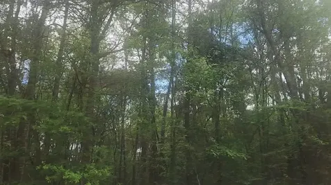 Lot 1 Thornwood Drive Plantersville TX 77363