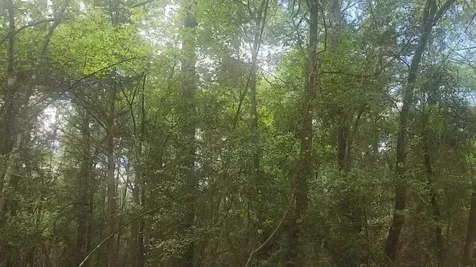 Lot 1 Thornwood Drive Plantersville TX 77363