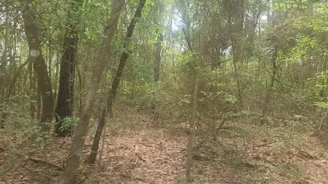 Lot 1 Thornwood Drive Plantersville TX 77363