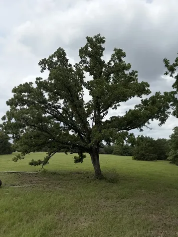 3231 Cr 427 Marquez TX 77865