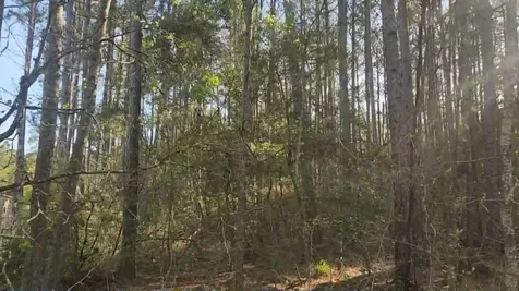 Lot 5 Walnut Tree Lane Plantersville TX 77363