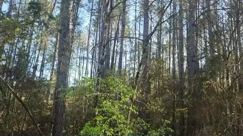 Lot 5 Walnut Tree Lane Plantersville TX 77363
