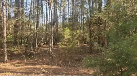 Lot 5 Walnut Tree Lane Plantersville TX 77363