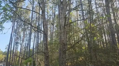 Lot 5 Walnut Tree Lane Plantersville TX 77363