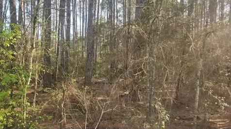 Lot 5 Walnut Tree Lane Plantersville TX 77363