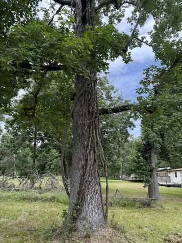 Lot 7 Block 8 Monticello Street Trinity TX 75862