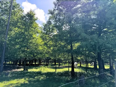 00000 County Road 540 Alvin TX 77511