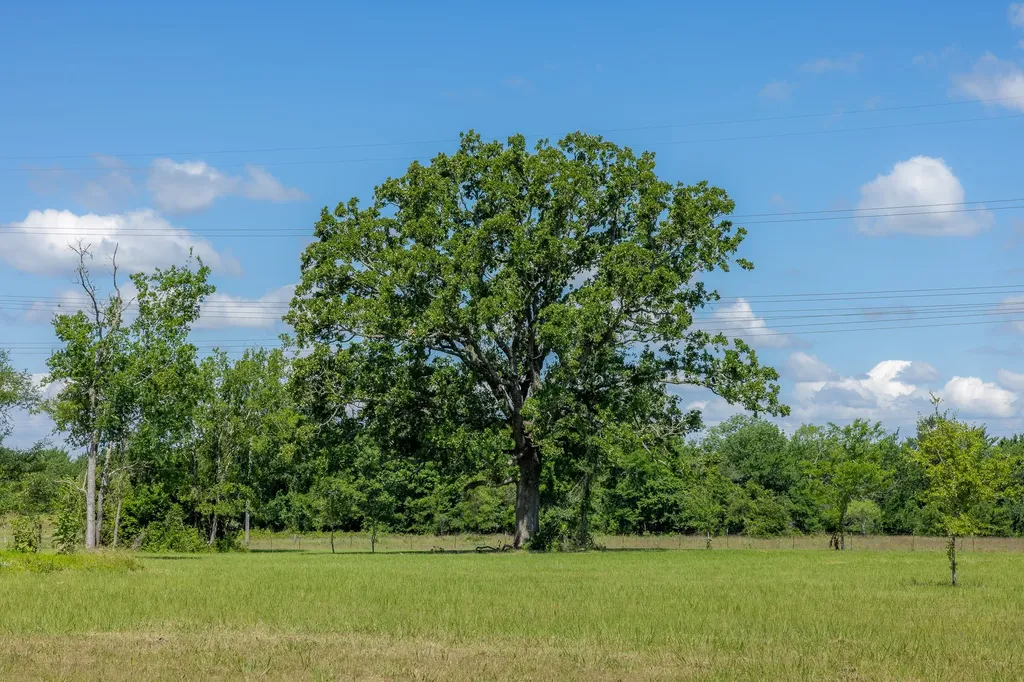 6781 Atakapan Trail Bedias TX 77831