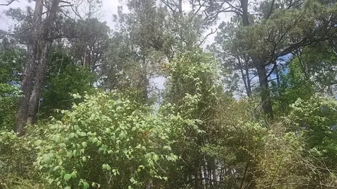 Lot 8 Soapberry Lane Plantersville TX 77363