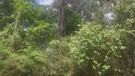 Lot 8 Soapberry Lane Plantersville TX 77363