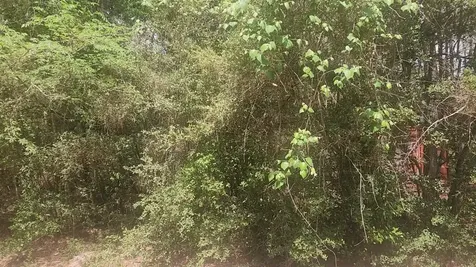 Lot 8 Soapberry Lane Plantersville TX 77363