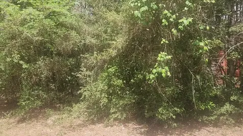 Lot 8 Soapberry Lane Plantersville TX 77363