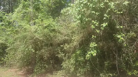Lot 8 Soapberry Lane Plantersville TX 77363